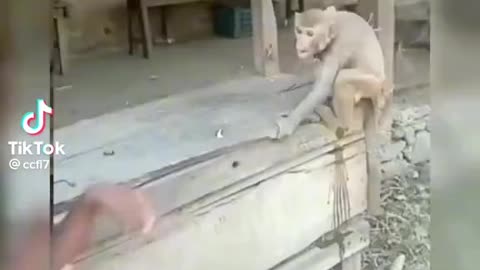 Kung fu boy making fun with monkey.