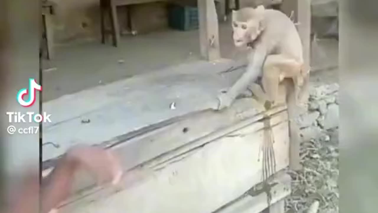 Kung fu boy making fun with monkey.