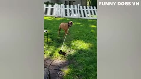 Funny 😄🤣🤣🤣 dogs videos