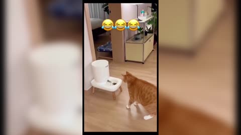 Funny Animal Videos 🐶😺