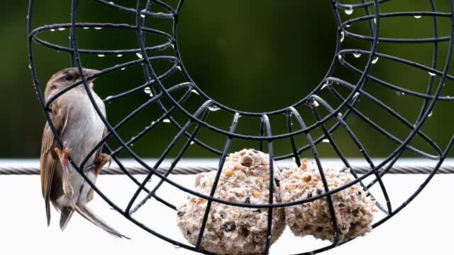 Stuck Bird
