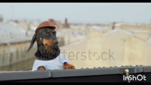 Dog plays piano in styles