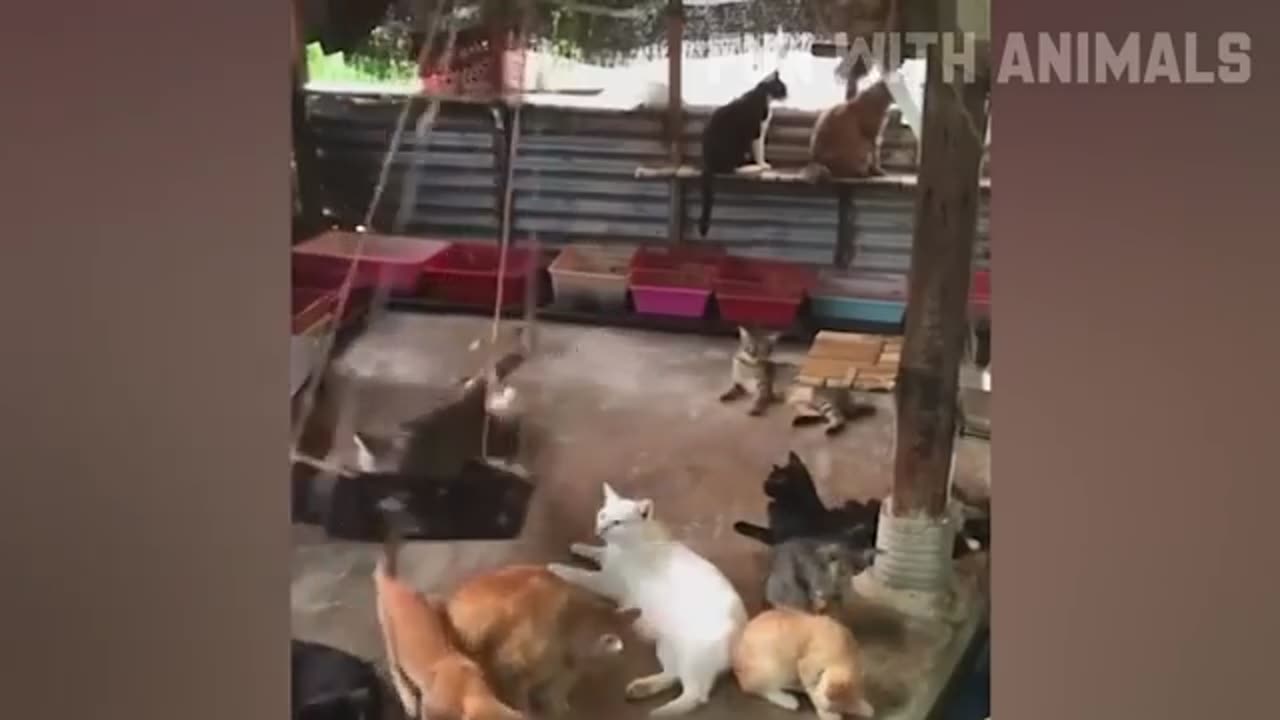 Funny cat and dog