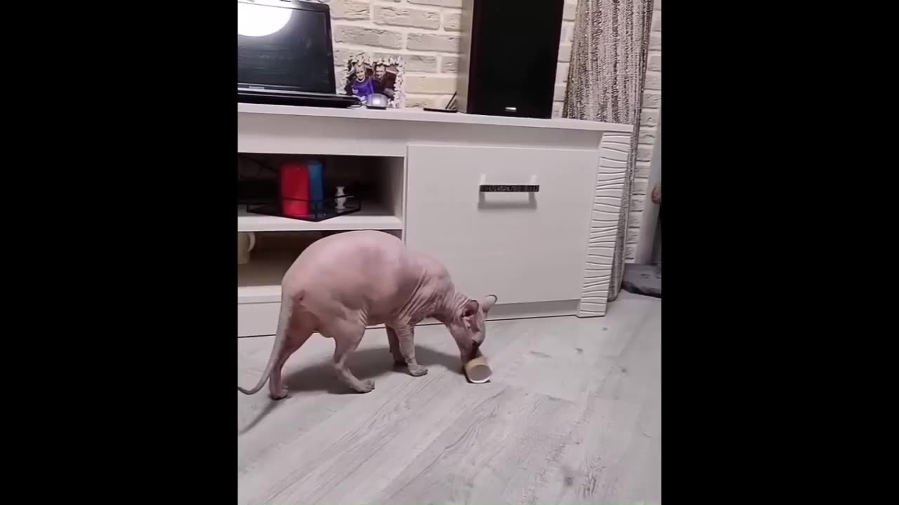 "Laugh Out Loud: Hilarious Cats Doing the Funniest Things!"