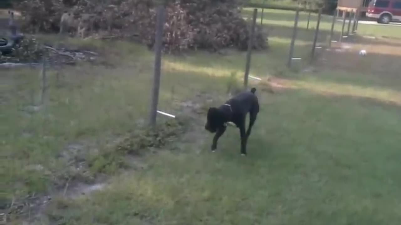 Dog peeing in Electric Fence Funny video