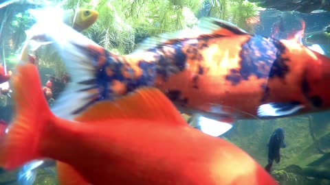 koi and goldfish pond 200607