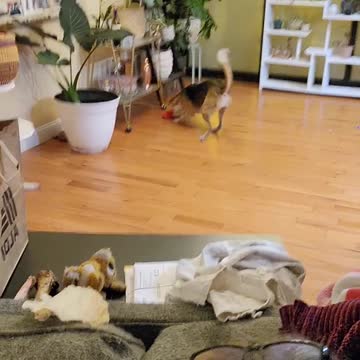 The squeak gets me every time