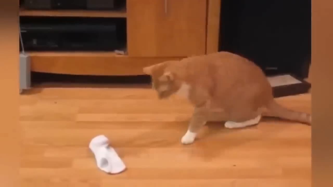 Funny Cat short Videos 😸