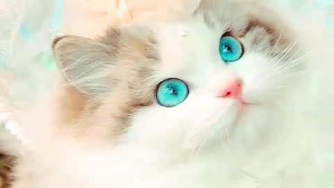Beautiful Cat's Style 😺 #cat #cats #cute #cutecat #cutecats #pets #animals