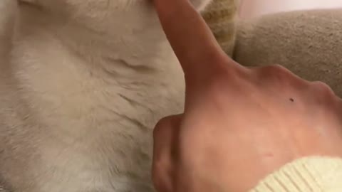 Cute kitten