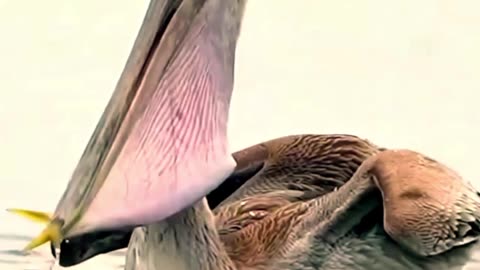 This bird eating big fish