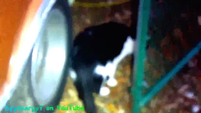 'GoldDigger' the CAT, Keeping the Pizza Warm, DEC 12, 2017