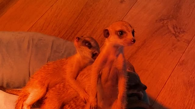 Conga Line of Cuddling Meerkats