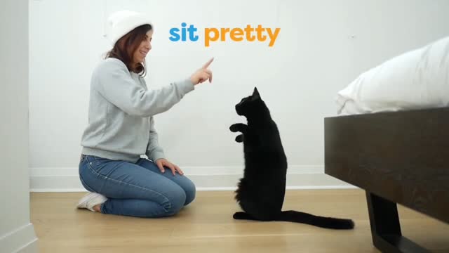 Basic Cat Training Tips-3 Tricks To Teach Your Cat