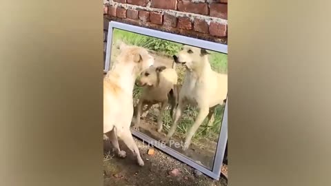 funny animals