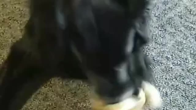 Border collie and his toy