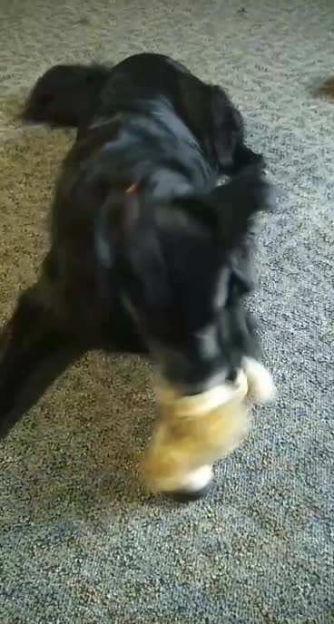 Border collie and his toy