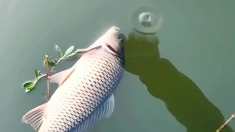 how fish move in water