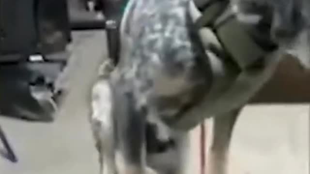 # funnyanimals 3