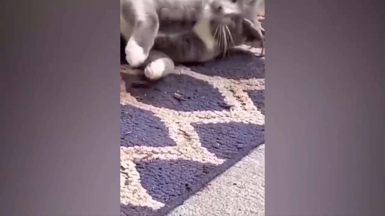 Trending Funny Dogs And Cats Videos π Funniest Cats and Dogs πΈπΆ