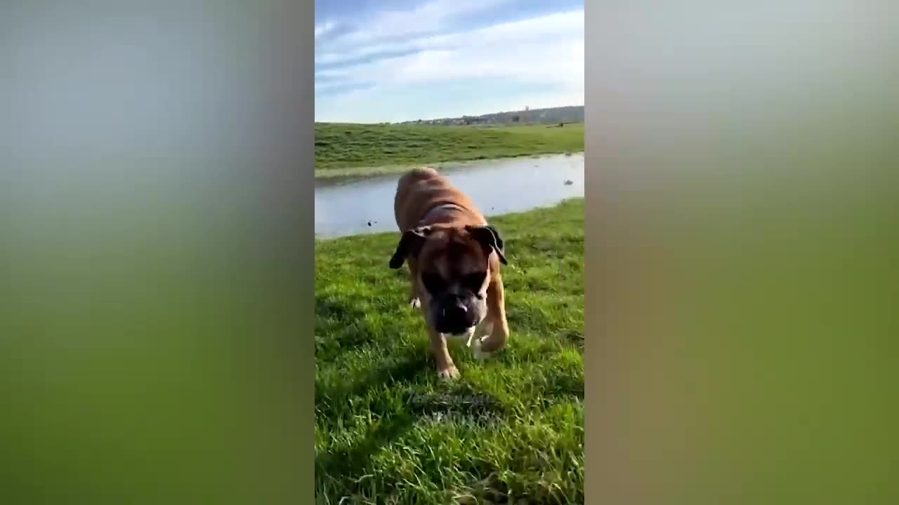 Best Funny Animal Videos Of The 2023 π€£ - Funniest Cats And Dogs Videos πΊπ
