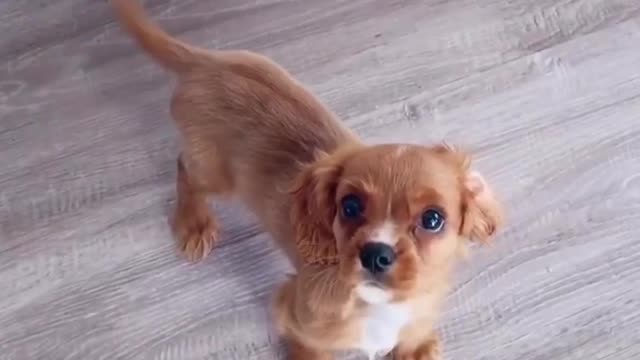 Owner Signing If You're Happy And You Know It To Her Cute Dog And He's Complying