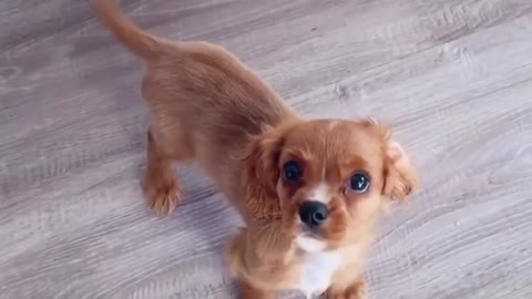 Owner Signing If You're Happy And You Know It To Her Cute Dog And He's Complying