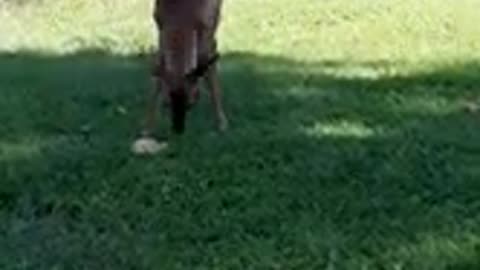 my fostered fawn ran to me...its been 10 days now since I seen her.