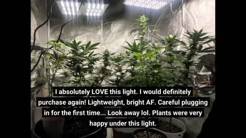 HLG 65 V2 4000K Horticulture Lighting Group Quantum-Overview