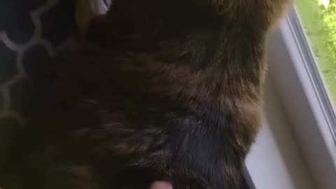 Charlotte giving me grief