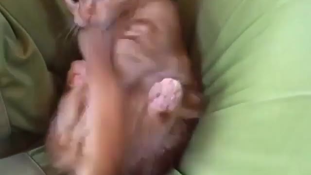 His tail is a toy