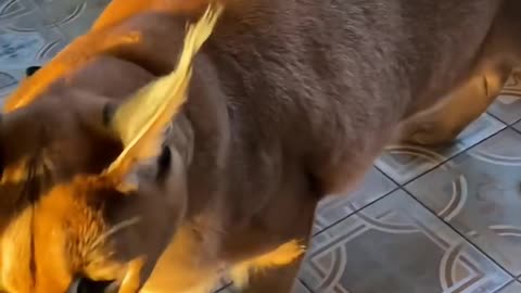Cute little animals33