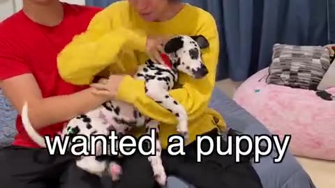 Buying new cute rare pupy