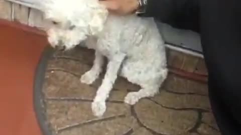 LOST DOG RESCUED AFTER RUNNING DOWN THE FAST LANE IF THE MOTORWAY IN ENGLAND
