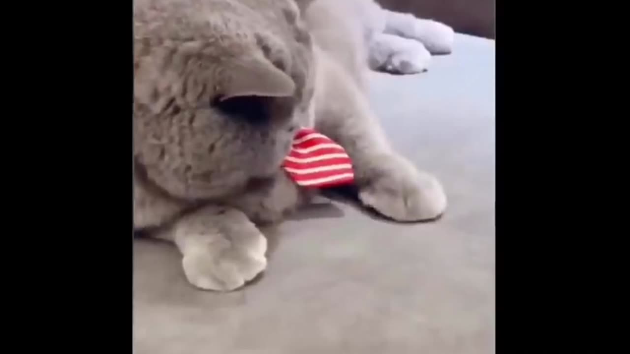 Pet Cat Fun Part 1| Pet Fun Comedy | Pet Fun in Home
