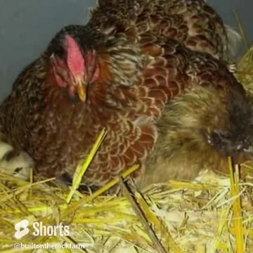 Adorable Broody Chicken Sittiing on Another Broody Chicken Sitting on Chicks