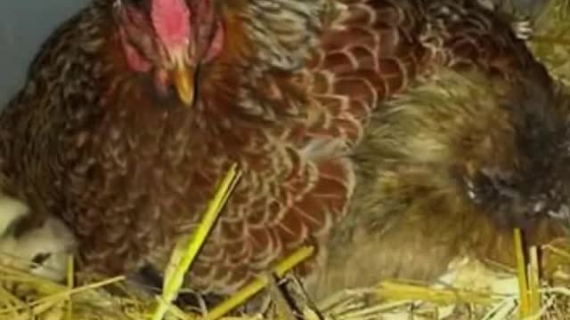 Adorable Broody Chicken Sittiing on Another Broody Chicken Sitting on Chicks