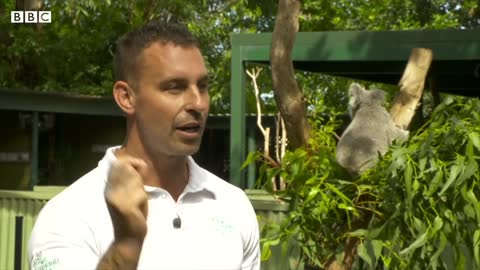 Australia reopens borders to international visitors after nearly two years - NEWS OF WORLD