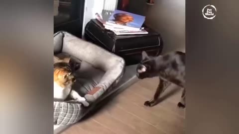 Funniest Animals New Funny Cats and Dogs Videos - Ep.25