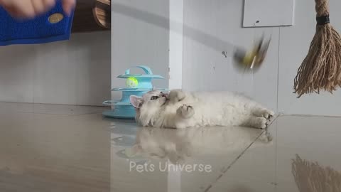 Ultimate funny reactions from cats and dogs (pt -1)