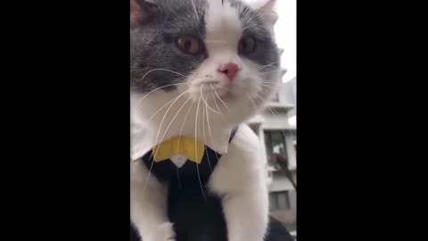 not lough cat and dog video