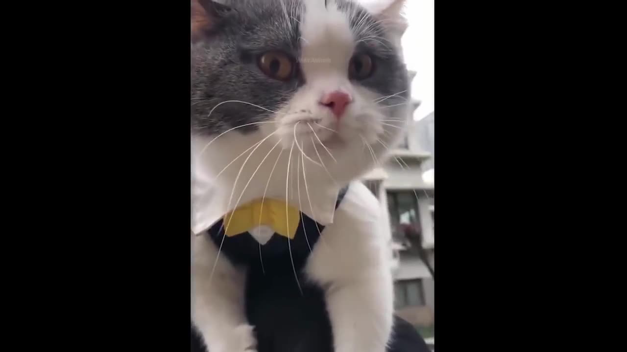 not lough cat and dog video