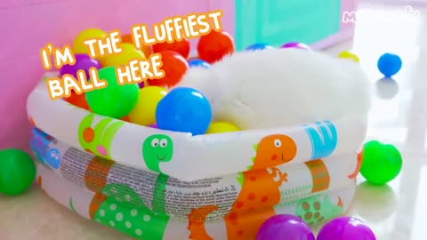 Do Cats Like Ball Pits? | Compilation