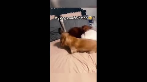 Hilarious Animal Antics: The Ultimate Compilation