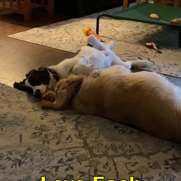 Golden Retriever And Springer Spaniel Snuggle Love! #shortsviral #dogshorts #dogs #shortsvideo
