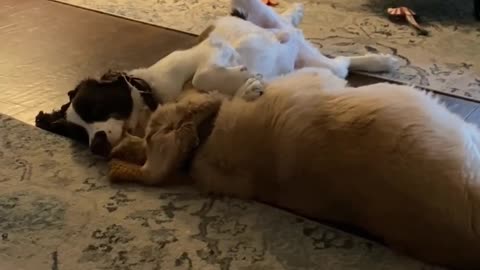 Golden Retriever And Springer Spaniel Snuggle Love! #shortsviral #dogshorts #dogs #shortsvideo
