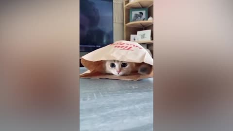 Best Funny Animal Videos Of The 2023 Funniest Cats And Dogs Videos