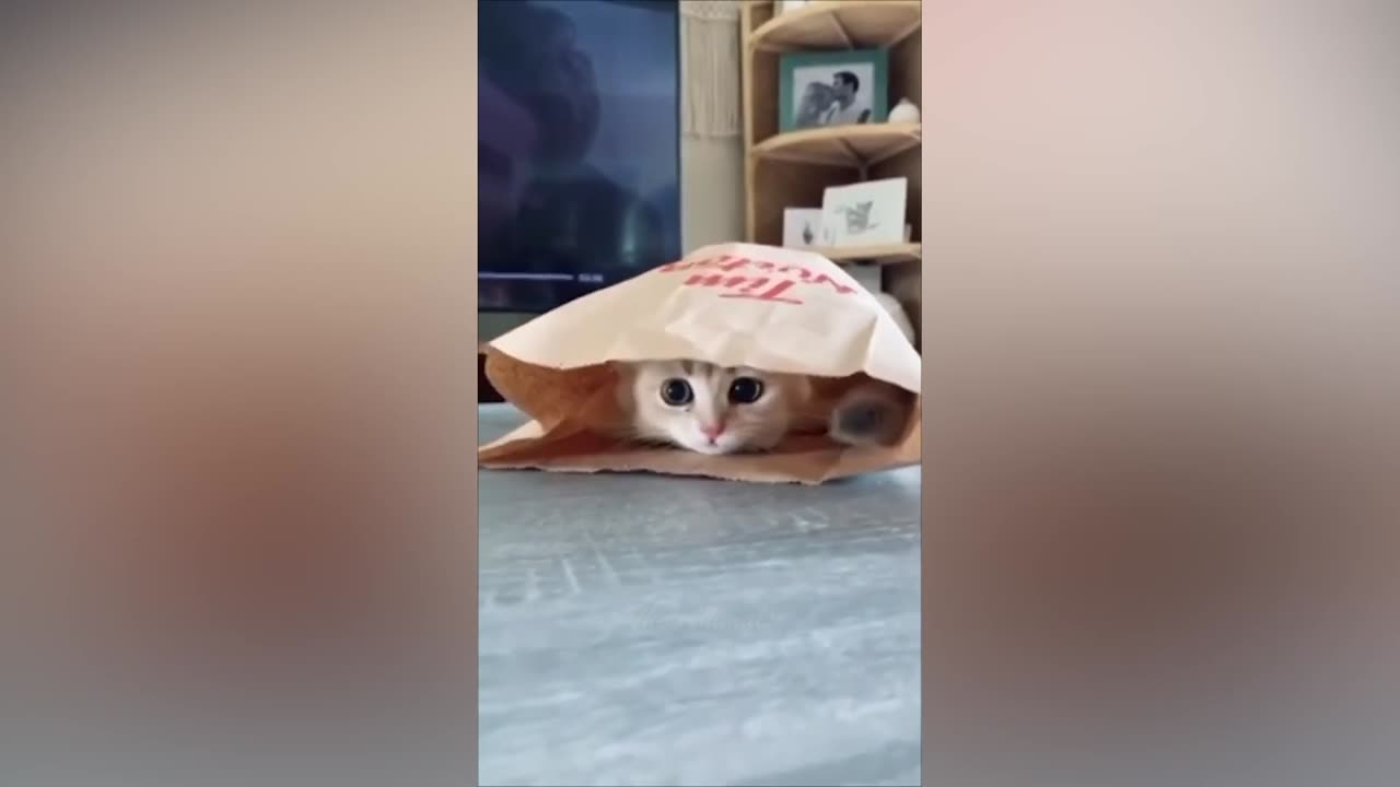 Best Funny Animal Videos Of The 2023 Funniest Cats And Dogs Videos