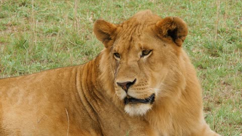 Birds and lions
