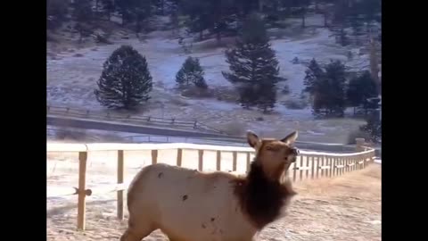 no fence will stop me! 😆😆😆